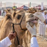 20 chameaux disqualifiés d'un concours de beauté à Oman : ce que les juges ont découvert sur leurs lèvres