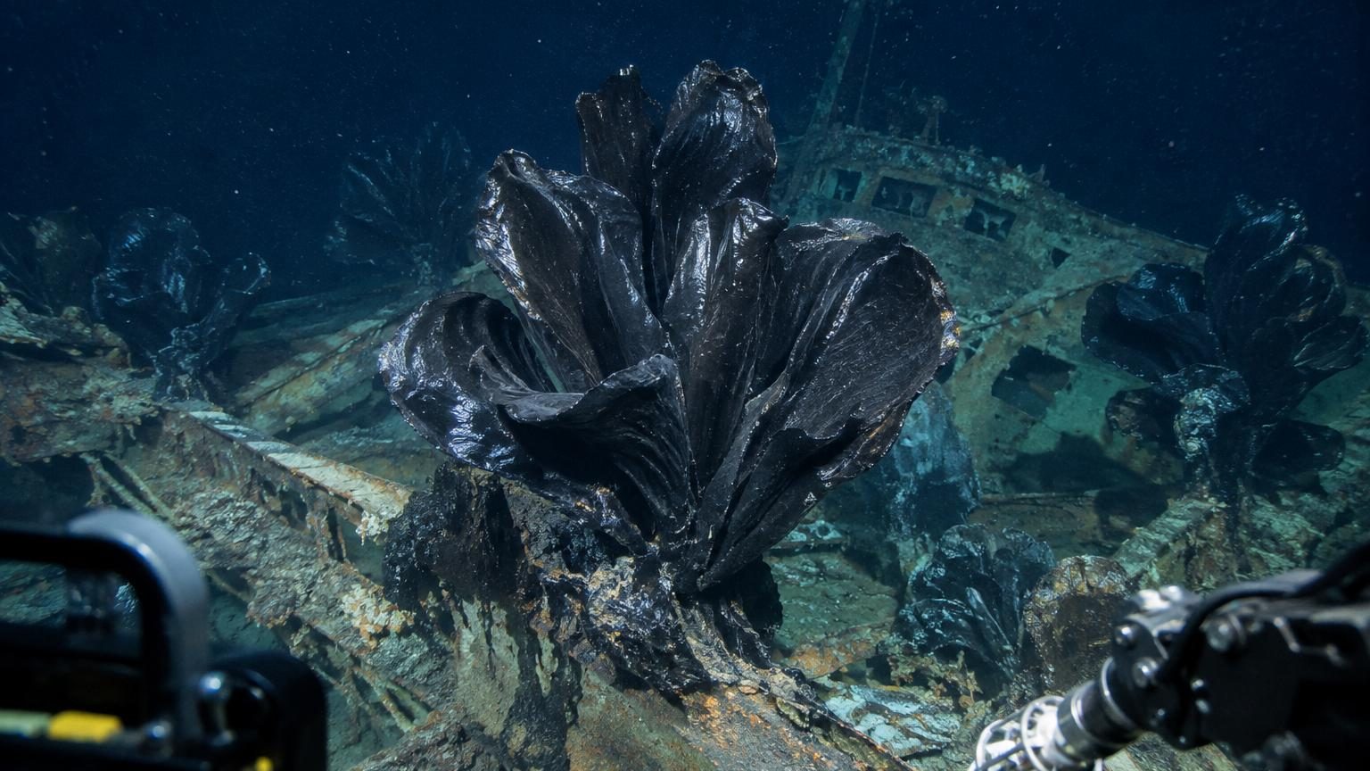 À 1 600 mètres de fond, le sonar avait repéré une épave : les plongeurs ont trouvé des fleurs géantes de goudron