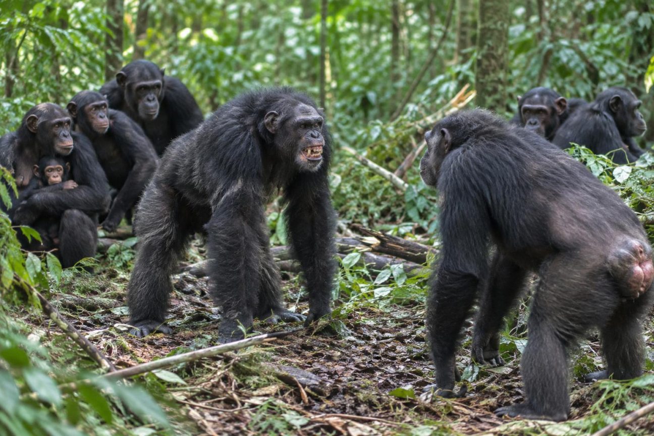 Après des décennies de paix, la plus grande communauté de chimpanzés connue se scinde en deux : la suite tourne au drame entre anciens compagnons