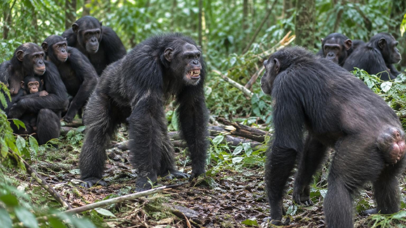 Après des décennies de paix, la plus grande communauté de chimpanzés connue se scinde en deux : la suite tourne au drame entre anciens compagnons