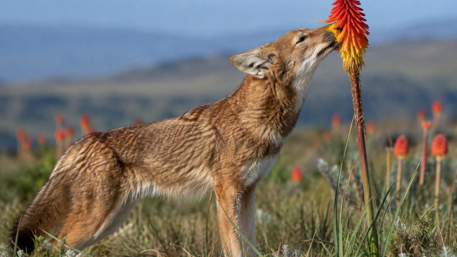 Ce loup d'Éthiopie lèche le nectar des fleurs comme une abeille : les chercheurs ont découvert qu'il les pollinise aussi
