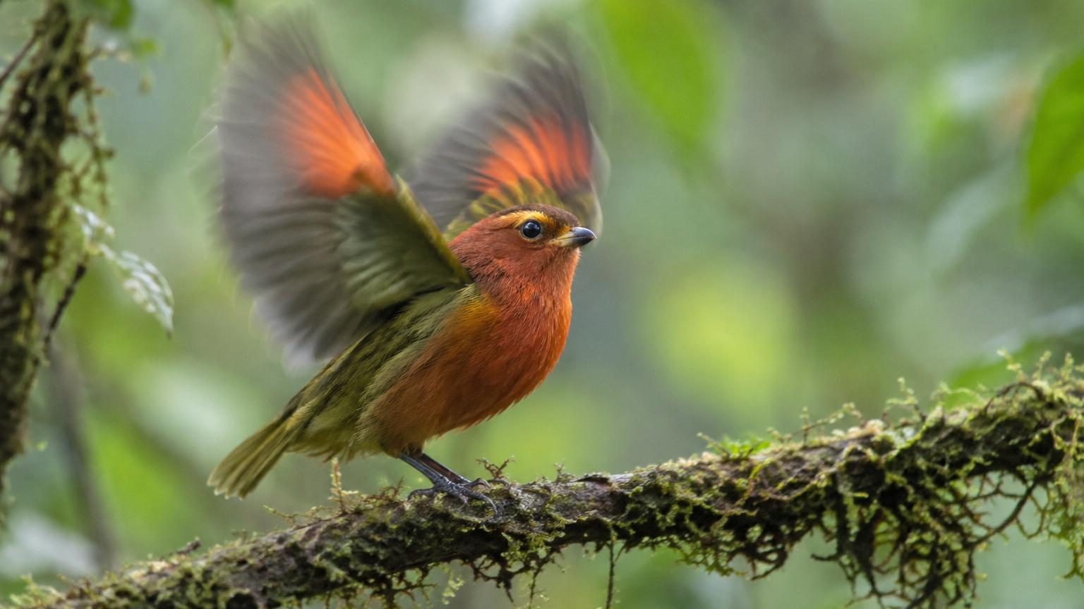 Ce petit oiseau ne chante pas avec sa voix : il frotte ses ailes 100 fois par seconde pour faire de la musique avec son squelette