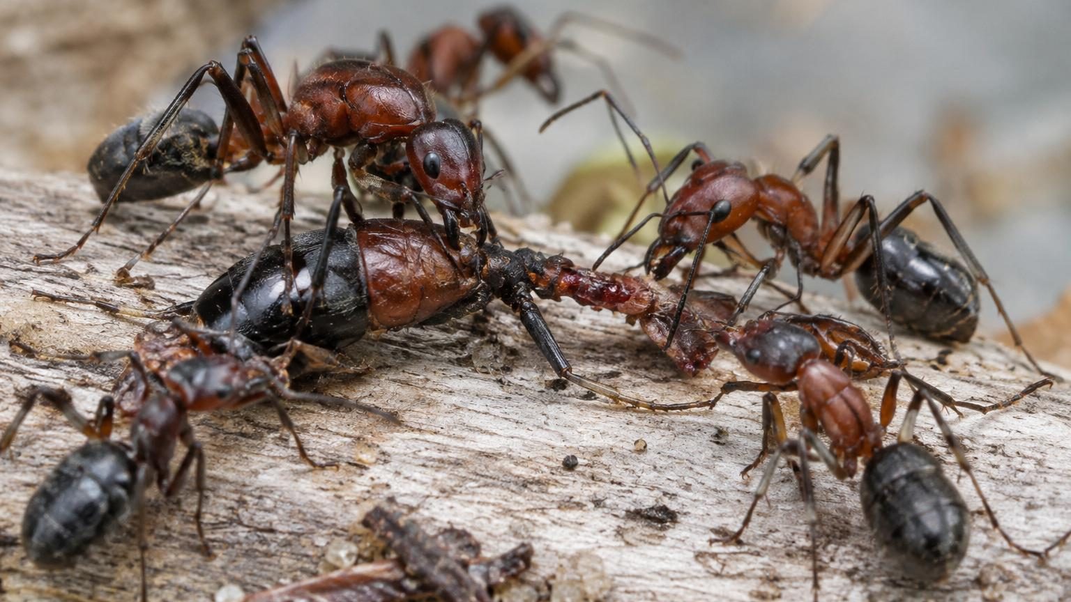 Ces fourmis amputent la patte blessée de leurs congénères : 9 sur 10 survivent à l'opération