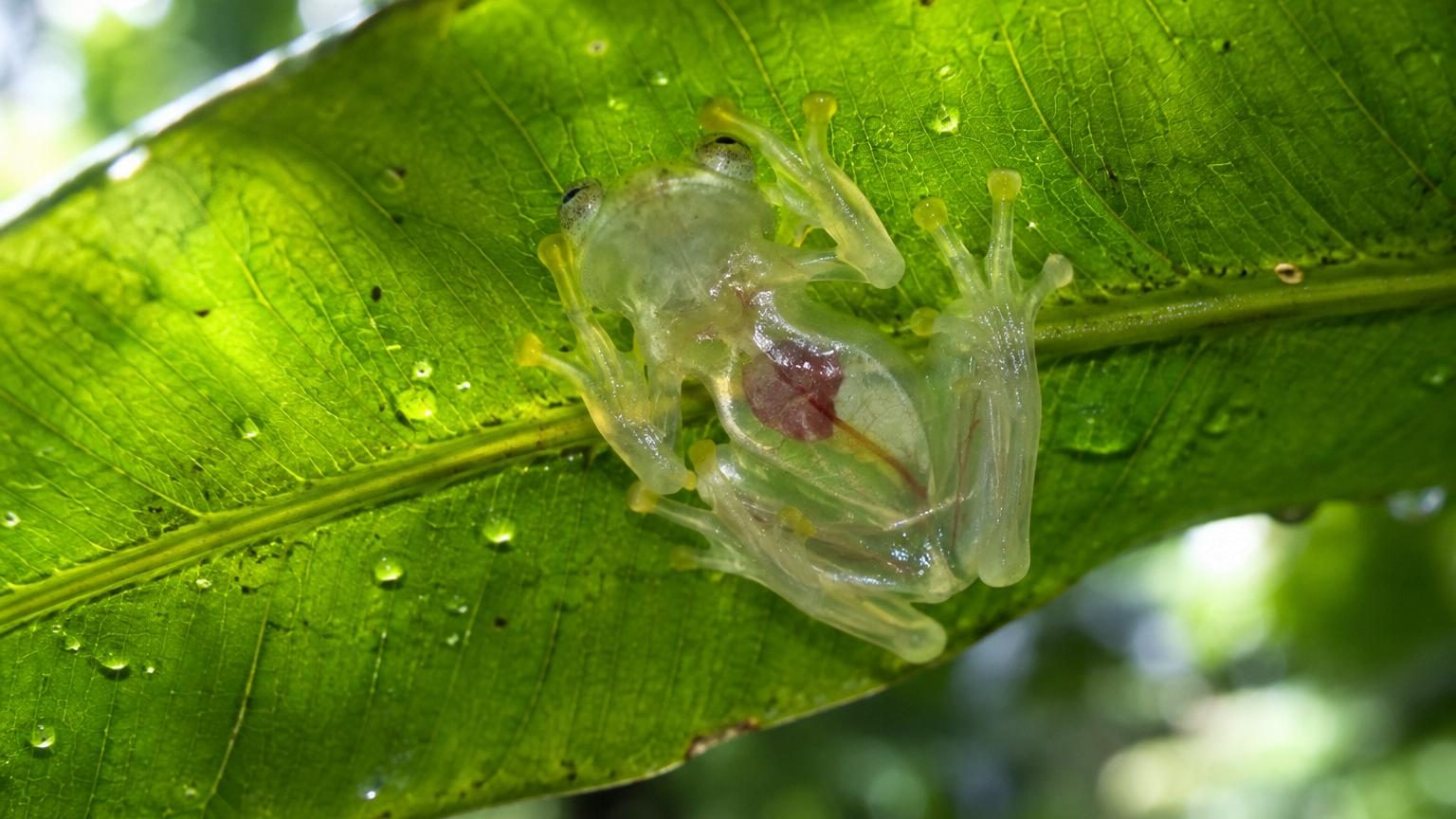 Ces grenouilles deviennent presque transparentes quand elles dorment : le secret se cache dans leur foie