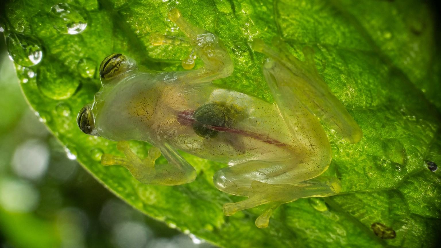 Ces grenouilles deviennent presque transparentes quand elles dorment : leur secret est caché dans leur foie