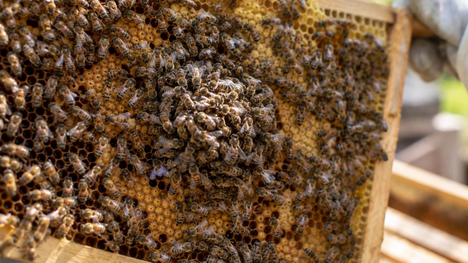 Dans une ruche, quelques abeilles seulement peuvent suffire à changer complètement la température de toute la colonie
