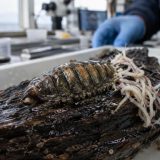 Découvert au large du Japon : ce mollusque des abysses a une langue de fer et des vers qui mangent ses excréments