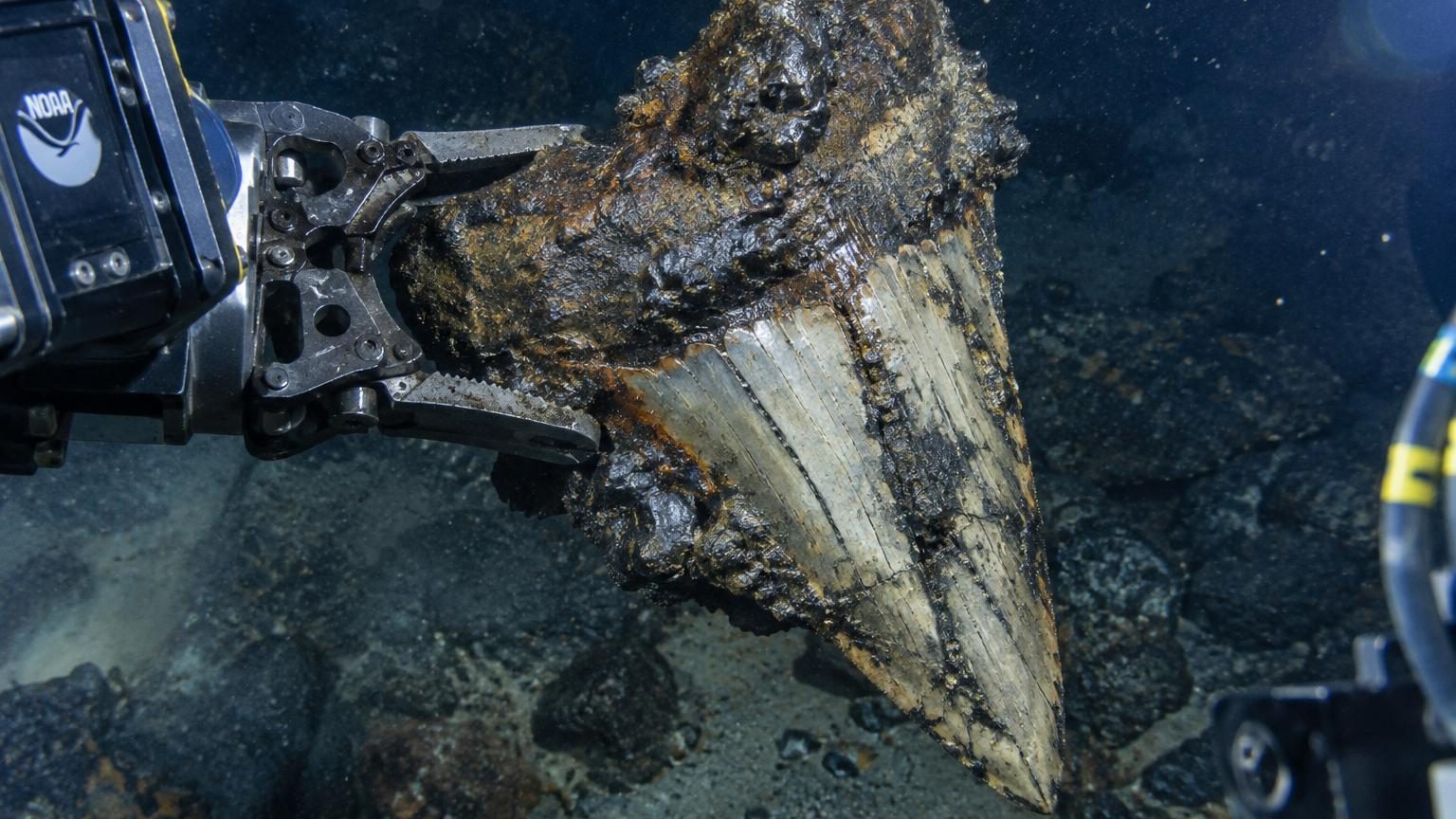 Des dents de mégalodon recouvertes de métal retrouvées au fond du Pacifique : voici ce que révèle l'expédition de la NOAA