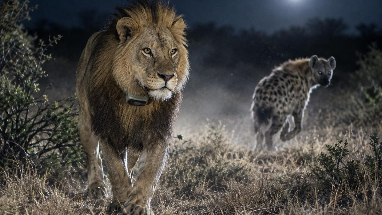 Des lions et des hyènes suivis par GPS pendant 6 ans, une position toutes les 5 minutes : ce n'est pas celui qu'on croit qui poursuit l'autre