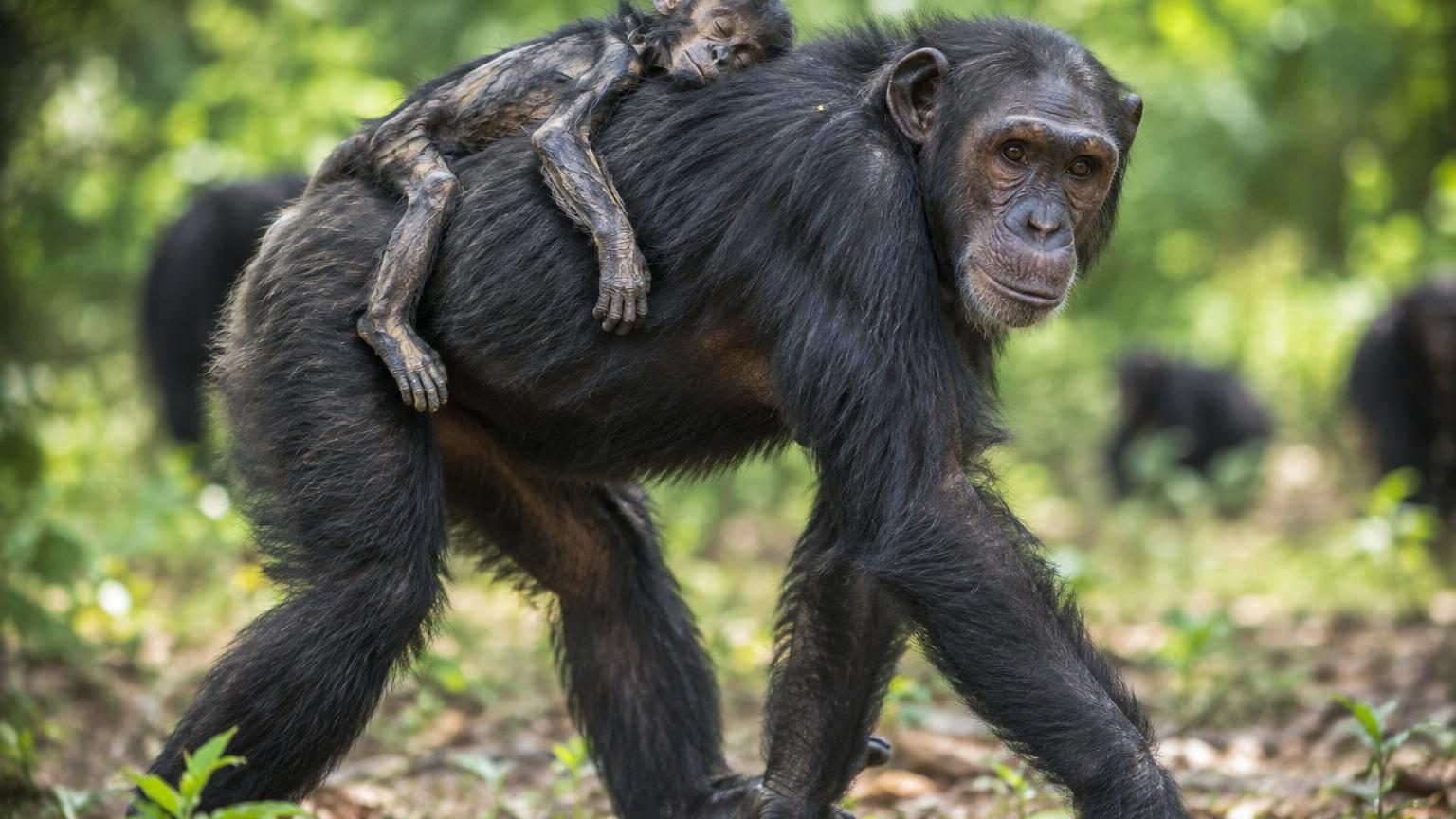 Des mères chimpanzés portent leur bébé mort sur le dos pendant des mois, jusqu'à la momification : voici ce que les chercheurs y voient