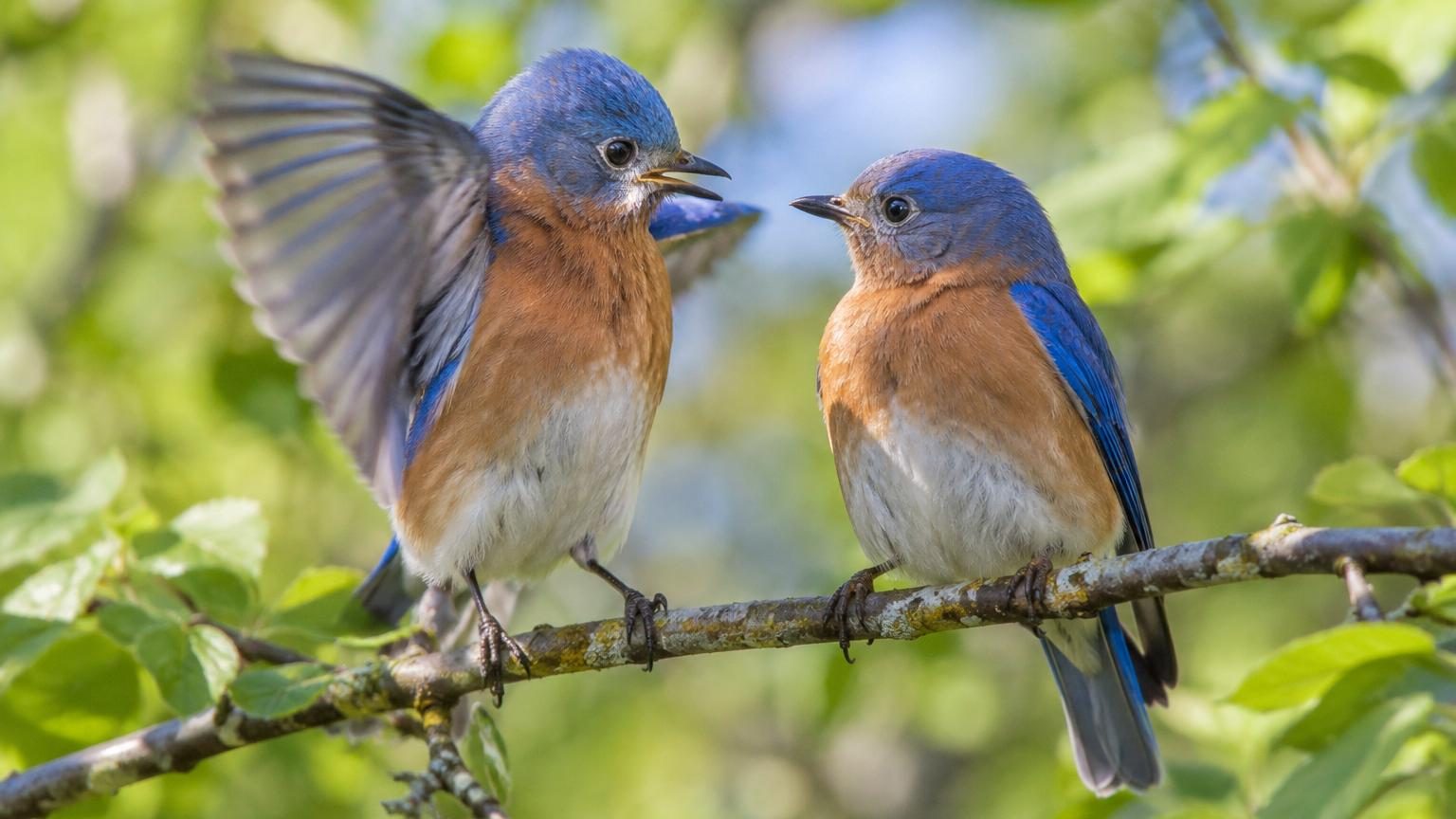 Des oiseaux sauvages filmés en train de faire un geste de l&rsquo;aile : voici ce qu&rsquo;ils disent à leur partenaire