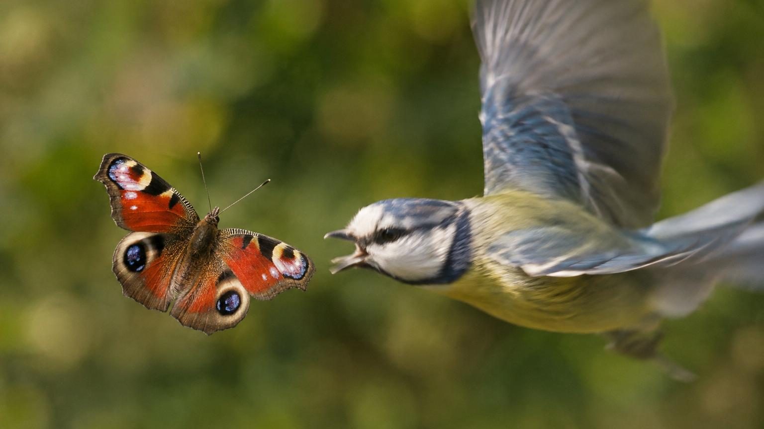 Papillon coloré en vol devant un fond flou, montrant les motifs détaillés de ses ailes avec rayures et taches contrastées capables de créer une illusion d'optique.