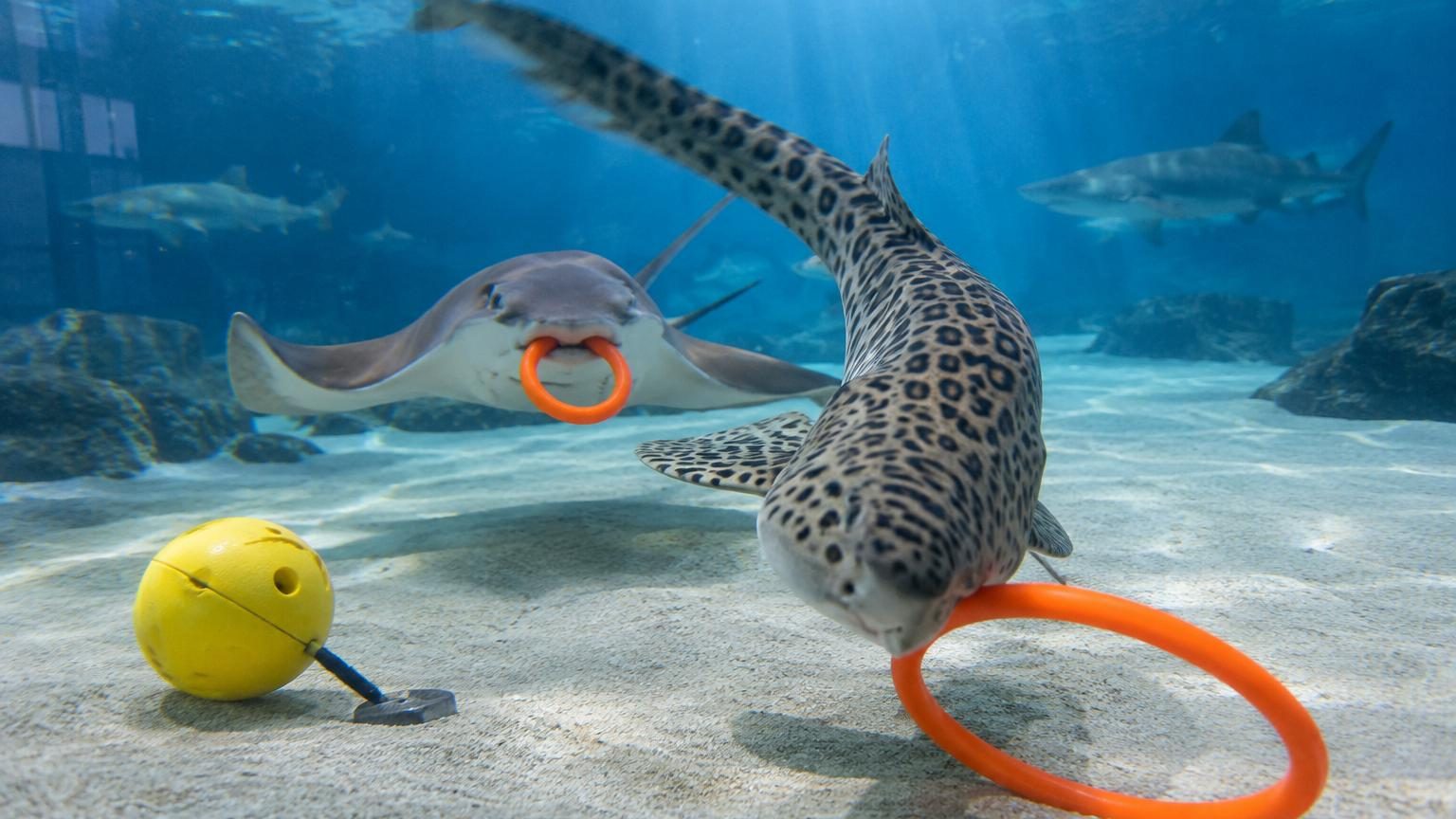 Des requins et des raies observés en train de « jouer » avec des jouets colorés : ce que cette étude révèle de leur intelligence