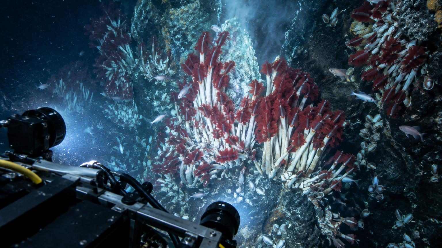 Des robots plongent à 2 500 mètres sous la surface : ce qu'ils filment dans les cavités volcaniques n'était pas censé exister