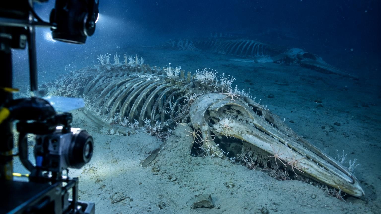 Des scientifiques découvrent le plus grand cimetière de baleines au monde : les carcasses s'y accumulent depuis cinq millions d'années