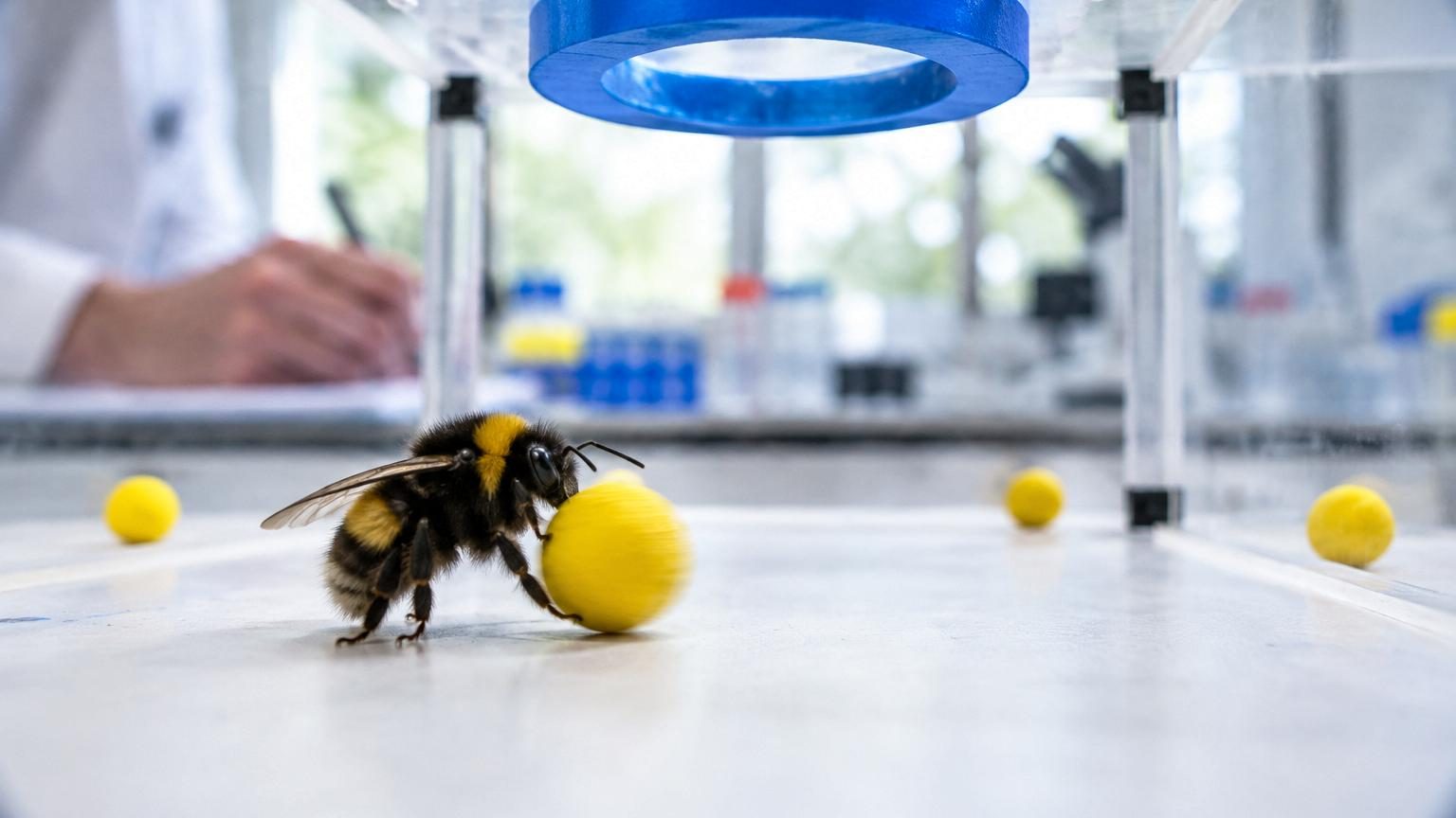Des scientifiques ont tout fait pour tromper des bourdons devant une fleur : ce qu'ils ont découvert prouve qu'ils réfléchissent comme de gros cerveaux