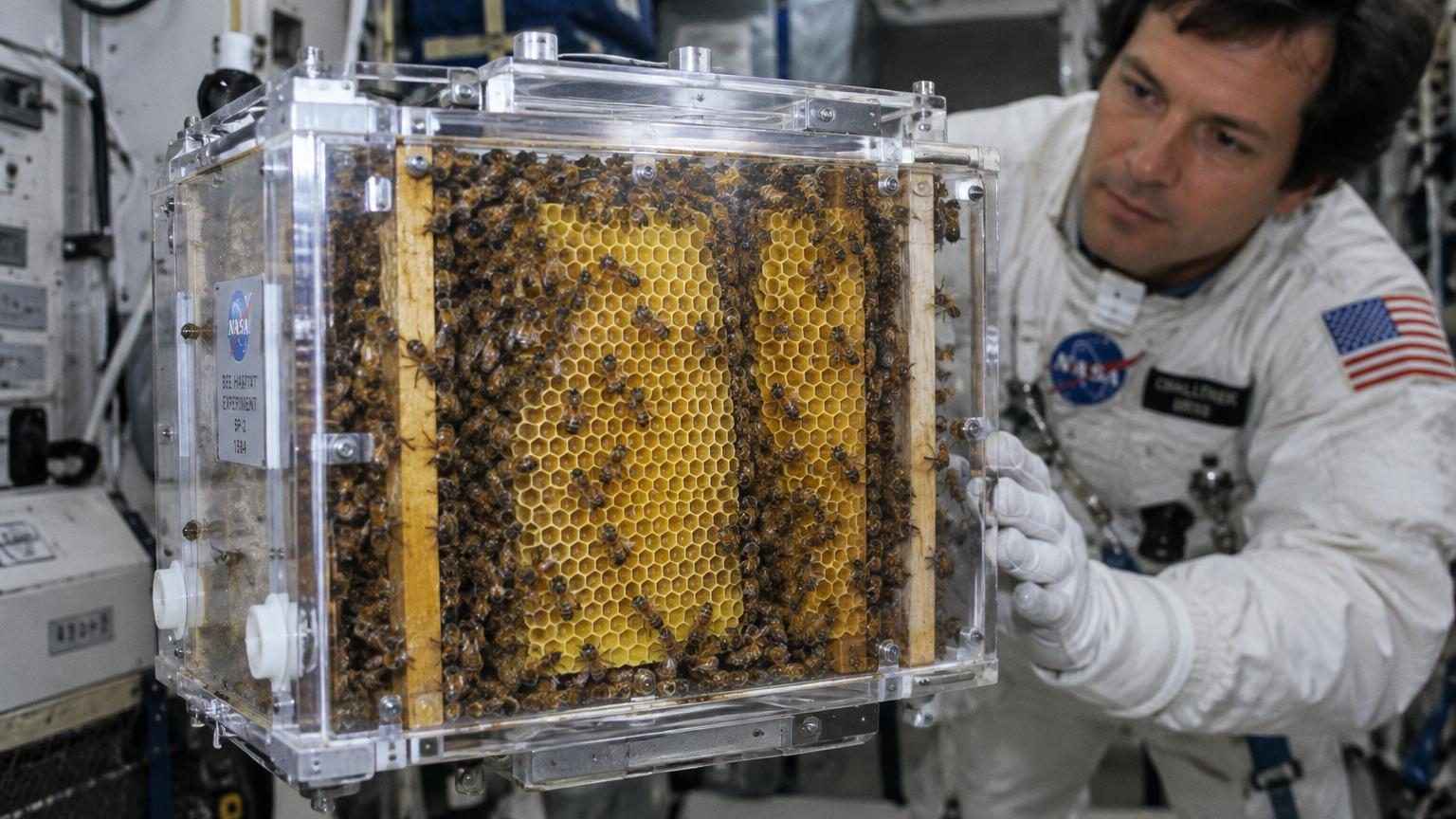 En avril 1984, la NASA embarque 3 301 abeilles à bord de Challenger : sept jours plus tard, elles avaient bâti 200 cm² d'hexagones parfaits