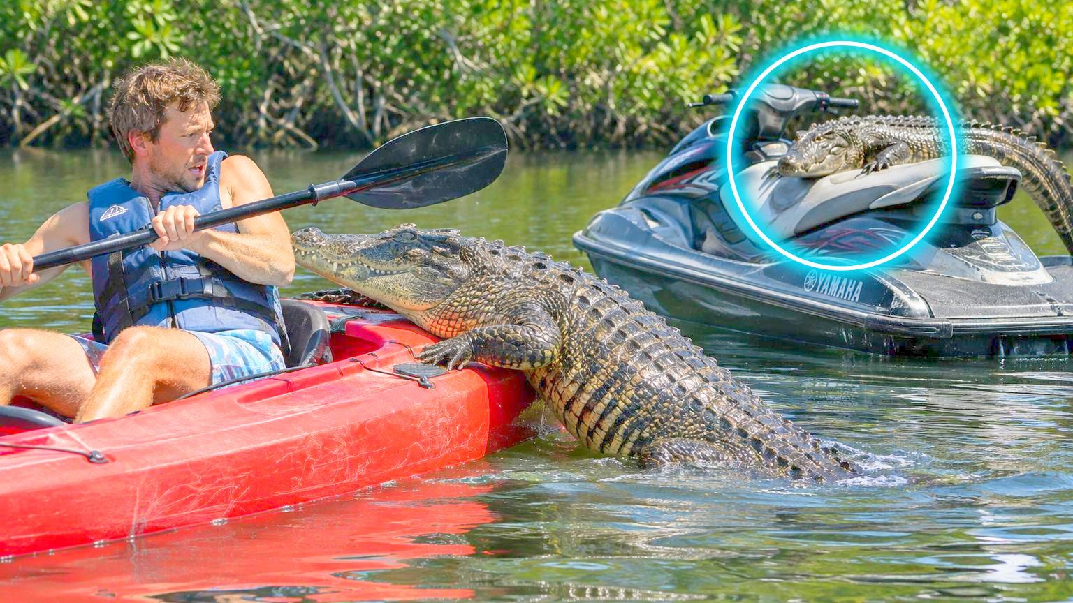 En Floride, des crocodiles s'invitent sur les jet-skis et les kayaks : ce n'est pas uniquement pour se réchauffer au soleil