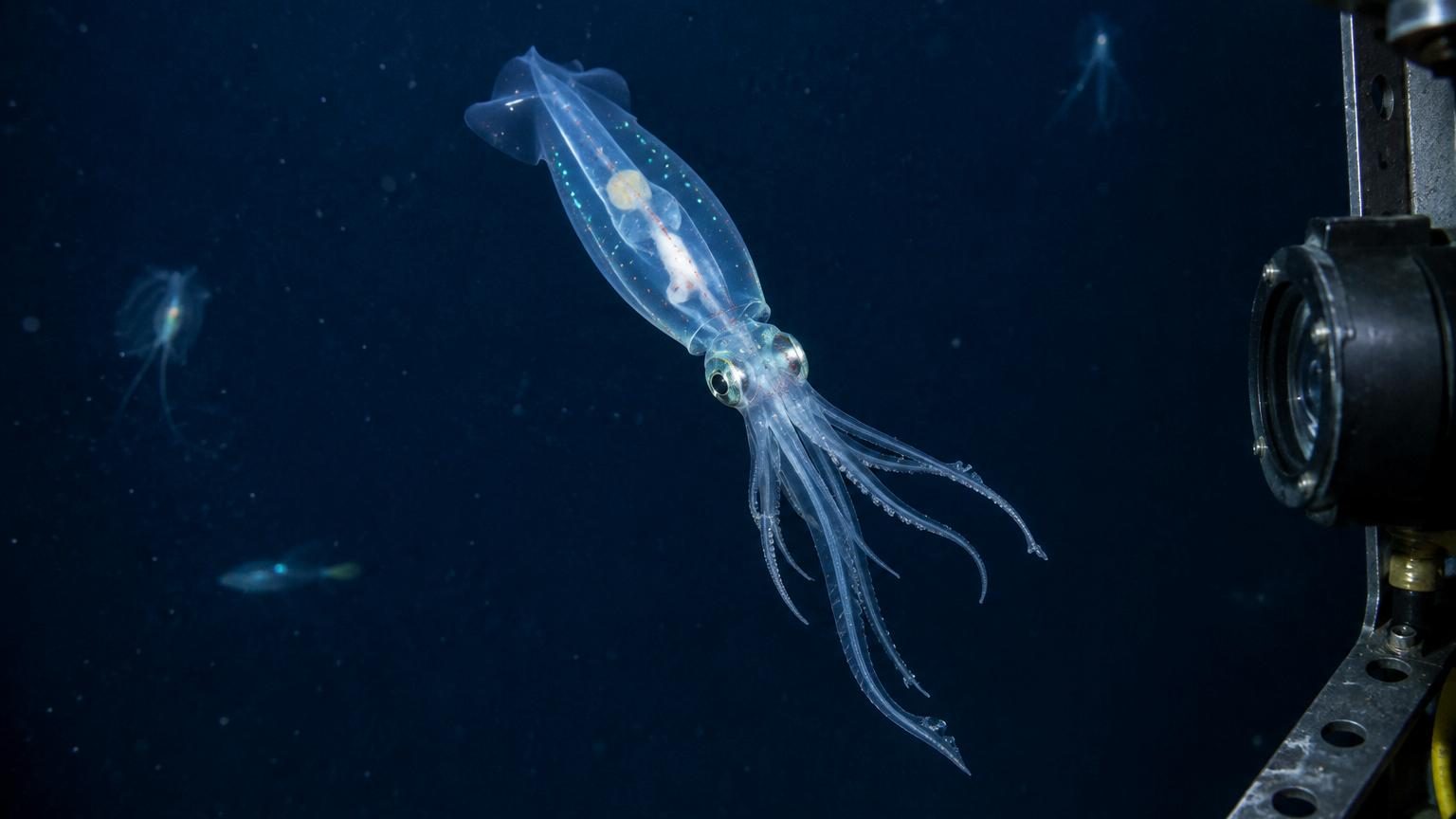 Entre 180 et 1 000 mètres de profondeur, au large du Brésil : 31 espèces inconnues découvertes, dont un calmar fantôme