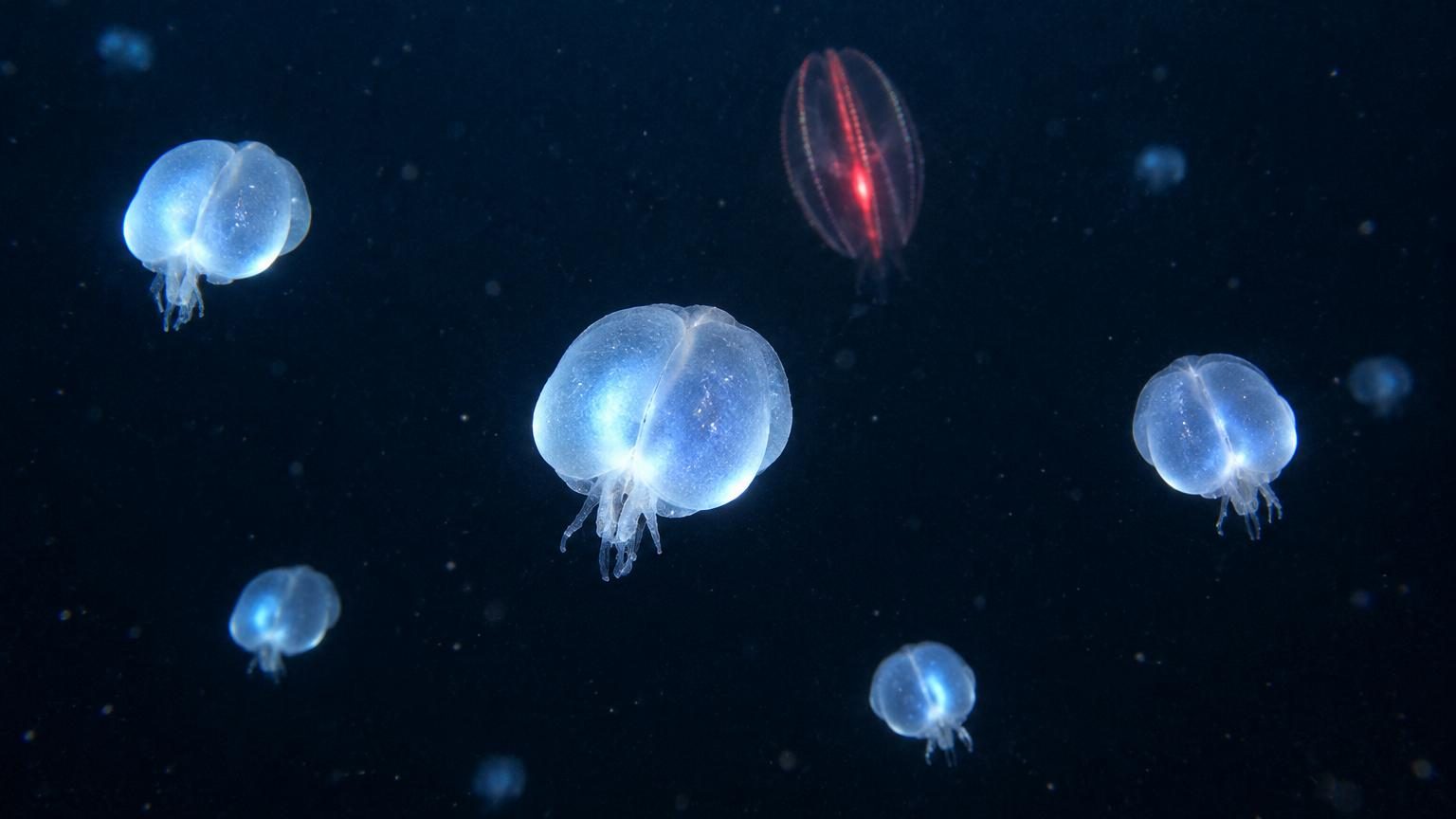Entre 200 et 1 000 mètres de profondeur : ces créatures bioluminescentes qui flottent dans le noir comme des fessiers sans corps