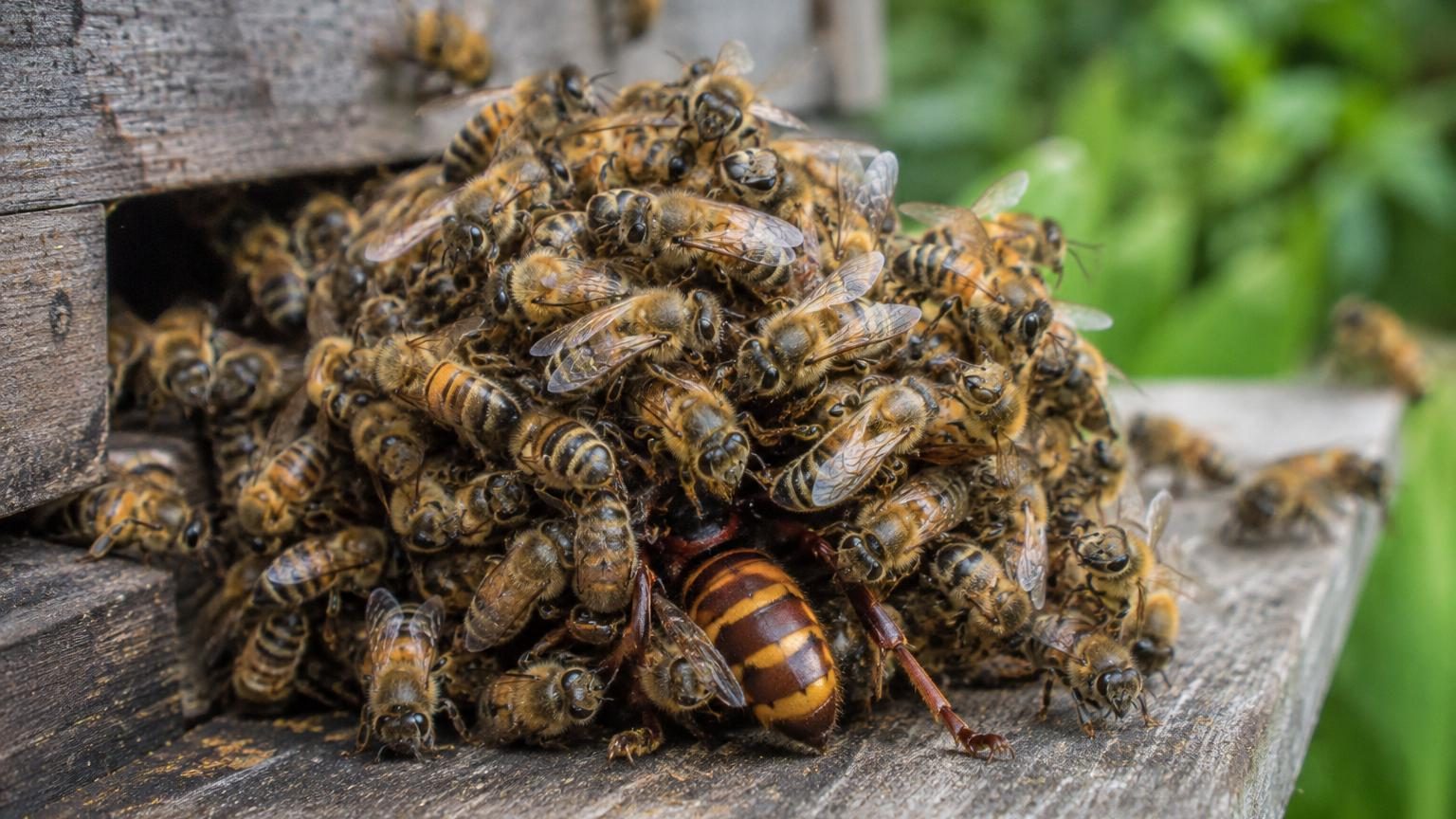 Face au frelon qui tue 40 abeilles par minute, la ruche n'utilise pas son dard : 500 ouvrières lui réservent une fin bien plus lente
