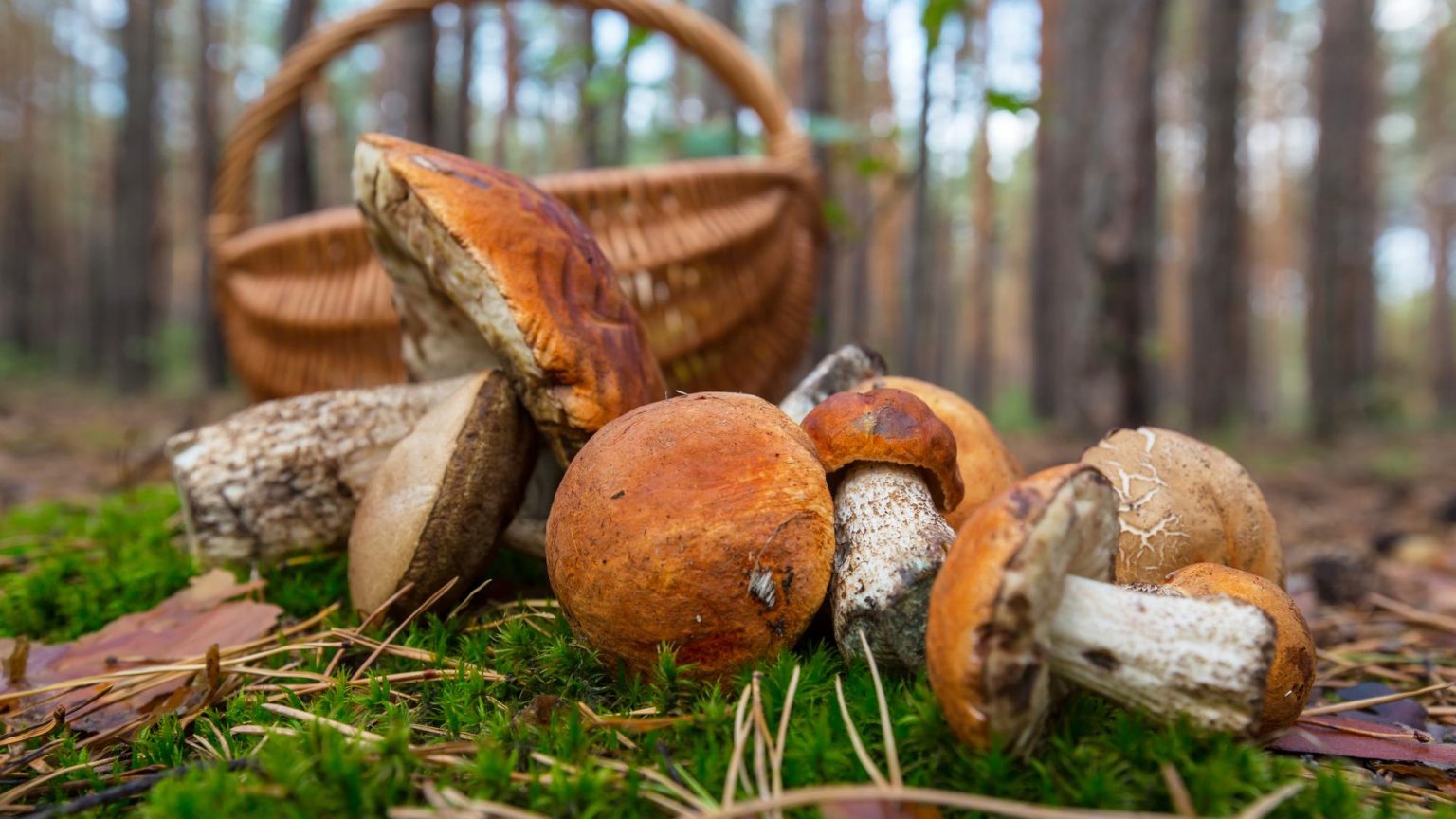 Marc tient deux paniers remplis de cèpes bruns, face à un garde forestier en veste verte présentant un seau gradué de 5 litres pour vérifier la quantité cueille
