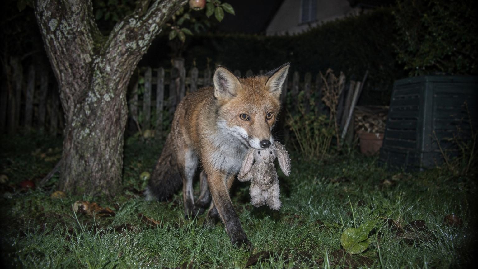 Il voit un renard revenir chaque soir au même endroit : une caméra révèle ce qu’il vient chercher après la tombée de la nuit
