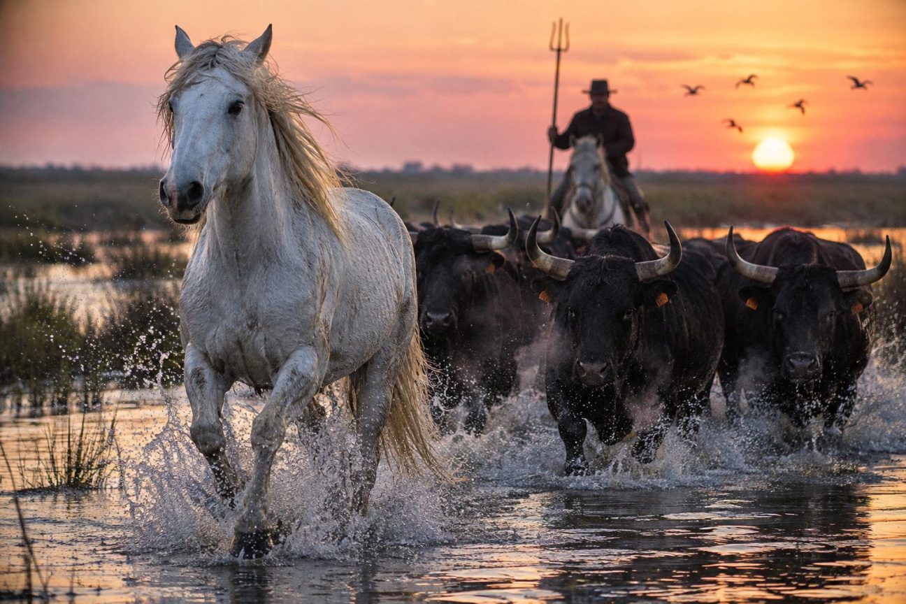 Ils vivent en liberté dans les marais de Camargue : pourquoi les chevaux blancs et les taureaux noirs sont devenus les symboles d'un territoire unique