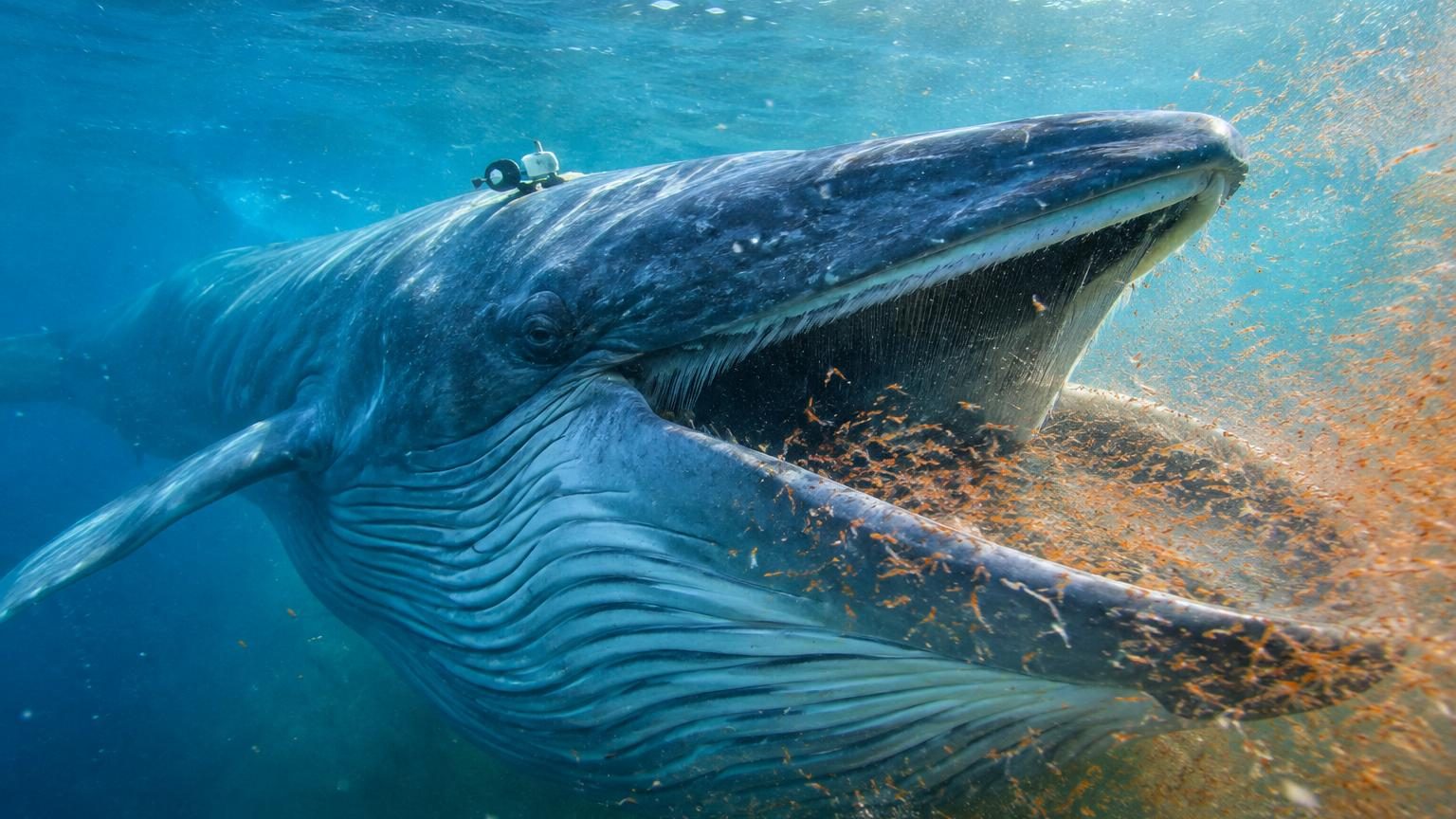 La baleine bleue ne devrait pas pouvoir chasser ainsi : les scientifiques ont enfin compris son secret, et tout se joue dans son cœur