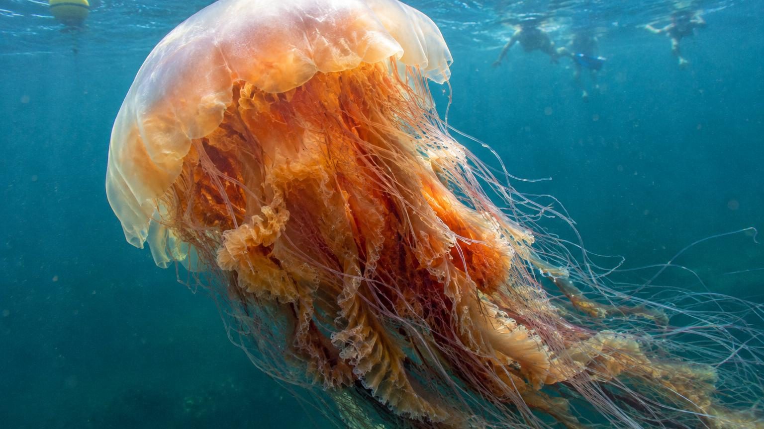 La plus grande méduse du monde repérée près du cap Cod : ses tentacules peuvent atteindre deux fois la longueur d'un bus