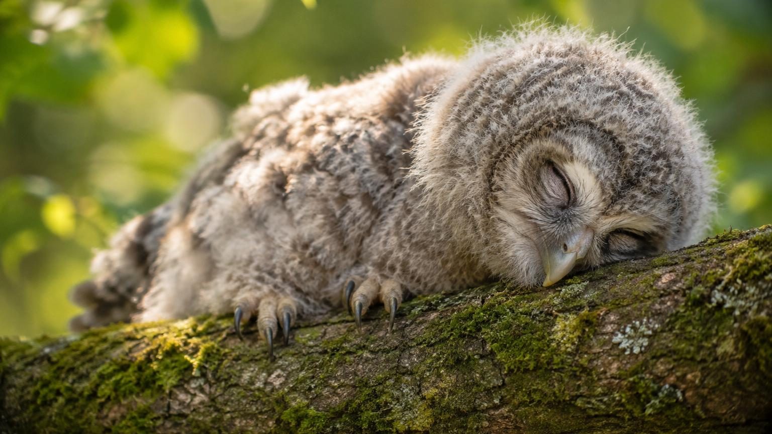 Les bébés chouettes dorment à plat ventre, la tête posée au sol : ce n'est pas un caprice, c'est leur tête qui pèse trop lourd