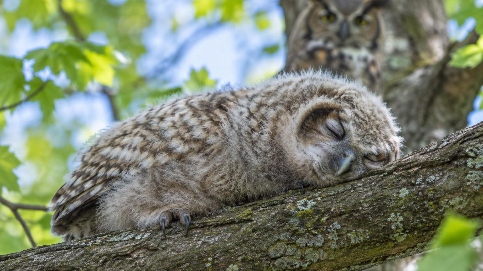 Les bébés chouettes dorment à plat ventre, la tête posée au sol : l'explication n'a rien d'une maladie