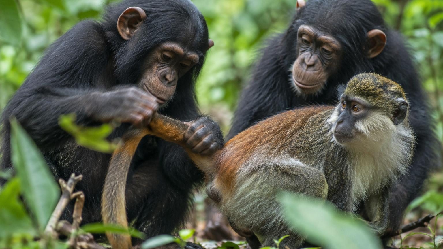 Les humains ne sont pas les seuls à adopter des animaux : 427 rencontres entre 88 espèces de primates analysées par des chercheurs