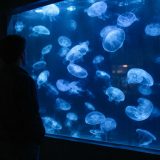 Méduse Cassiopea aux couleurs dorées pulsant dans l'eau, illustrant le sommeil récemment découvert chez ce cnidaire primitif sans cerveau.