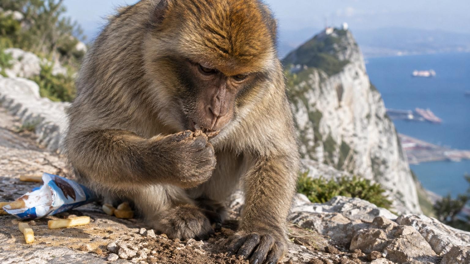 Les singes de Gibraltar mangent de la terre : selon une étude, la raison n'est ni la faim ni un manque de minéraux