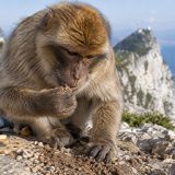 Les singes de Gibraltar mangent de la terre : selon une étude, la raison n'est ni la faim ni un manque de minéraux