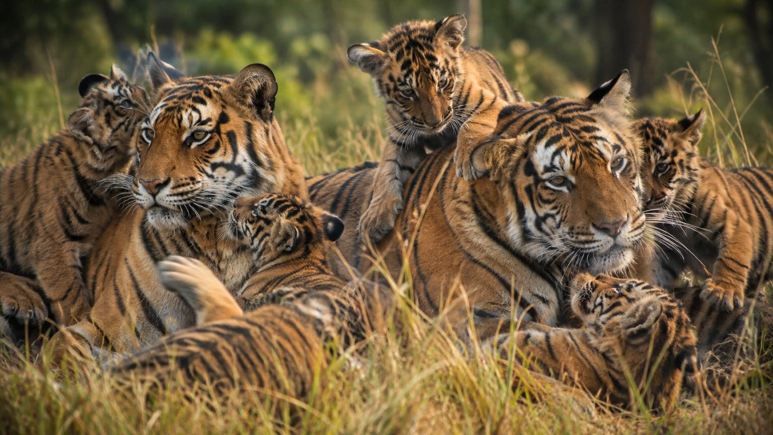 Les tigres étaient réputés solitaires : des chercheurs filment des femelles en train d'élever les petits d'une autre