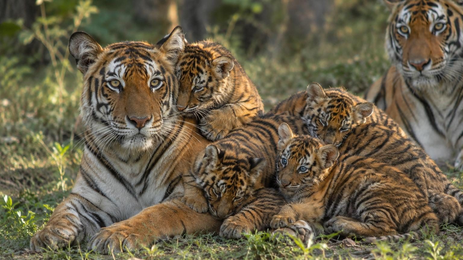Les tigres passaient pour des solitaires absolus : des chercheurs les filment en train d'élever les petits d'un autre