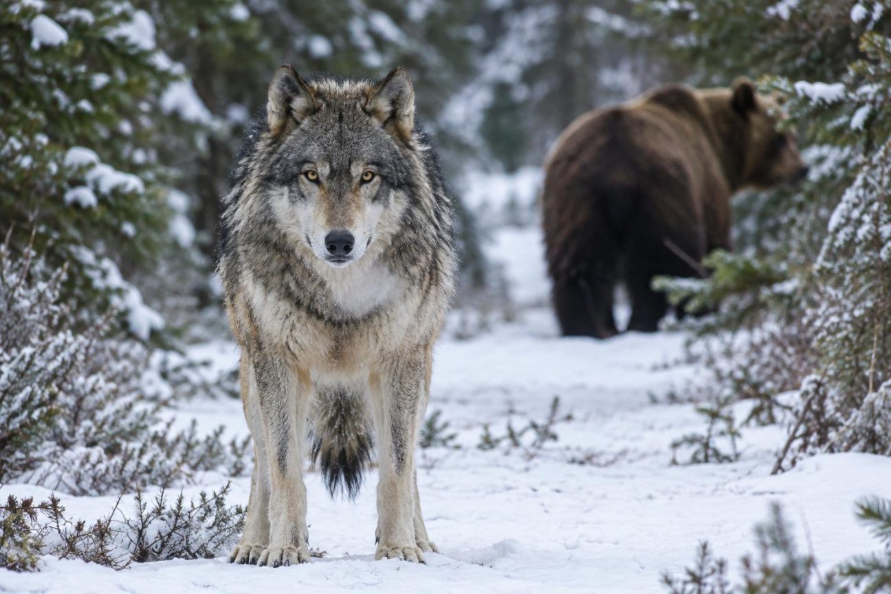 Ni l'ours ni le puma : voici le prédateur qui terrifie les plus grands carnivores d'Amérique du Nord