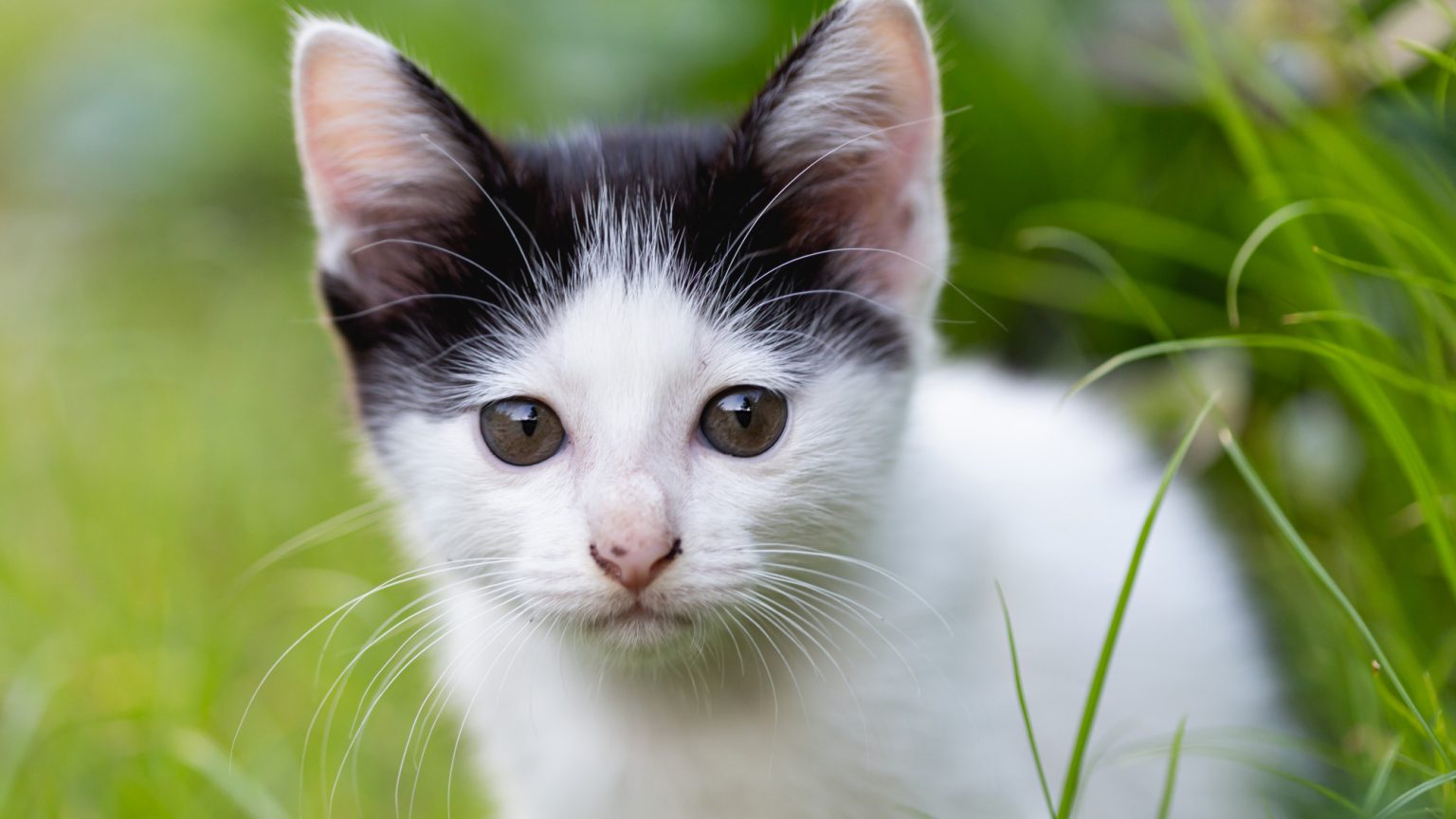 Chat gris attentif assis près d'une fenêtre, observant l'extérieur avec concentration, illustrant l'attention du félin au moment présent.