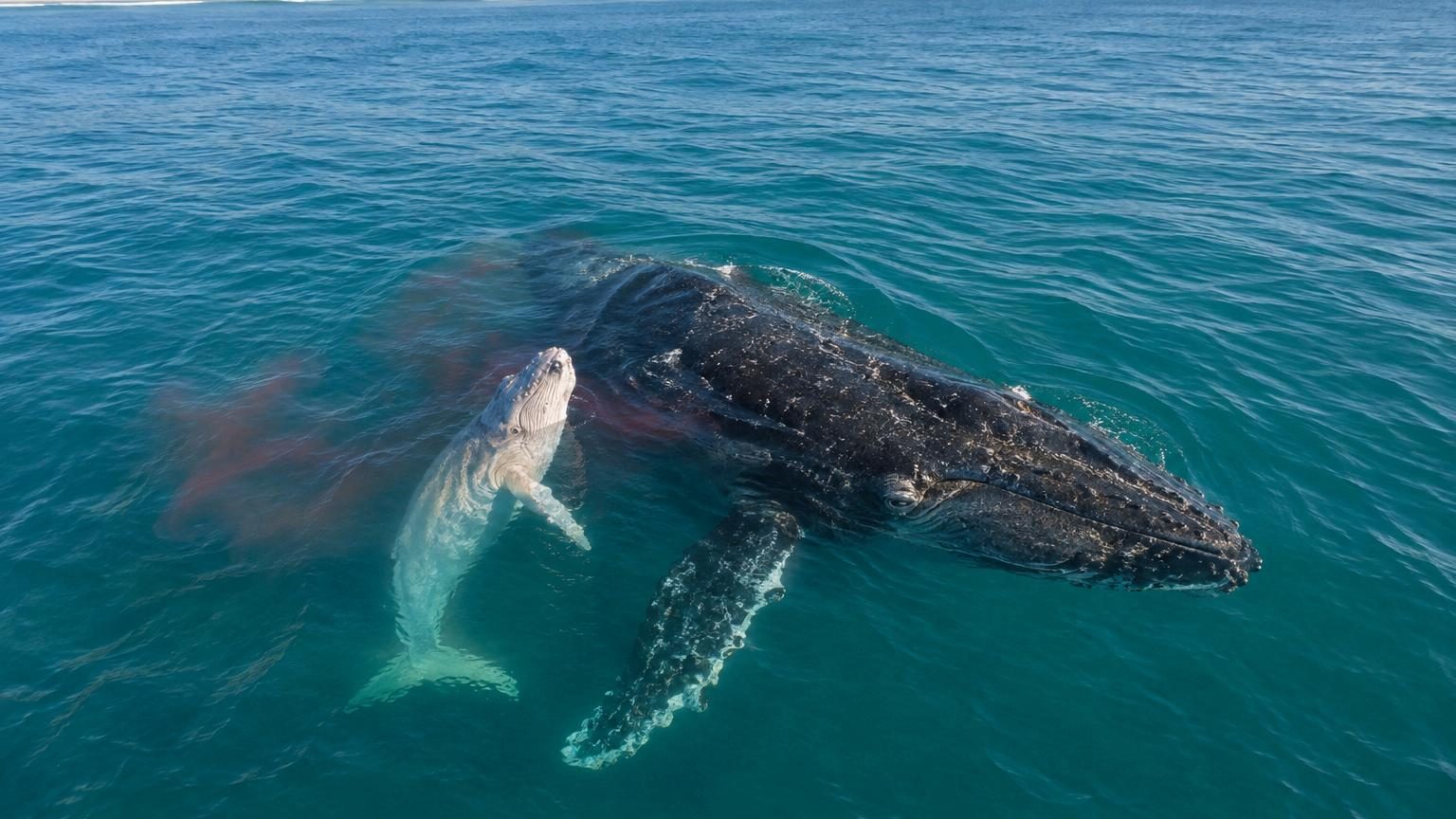 Un drone filme la naissance d'une baleine à bosse au large de l'Australie : une première jamais observée